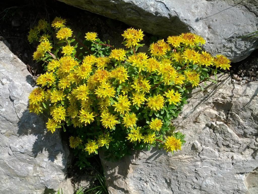 Villa Otto Santa Cristina Val Gardena Dış mekan fotoğraf