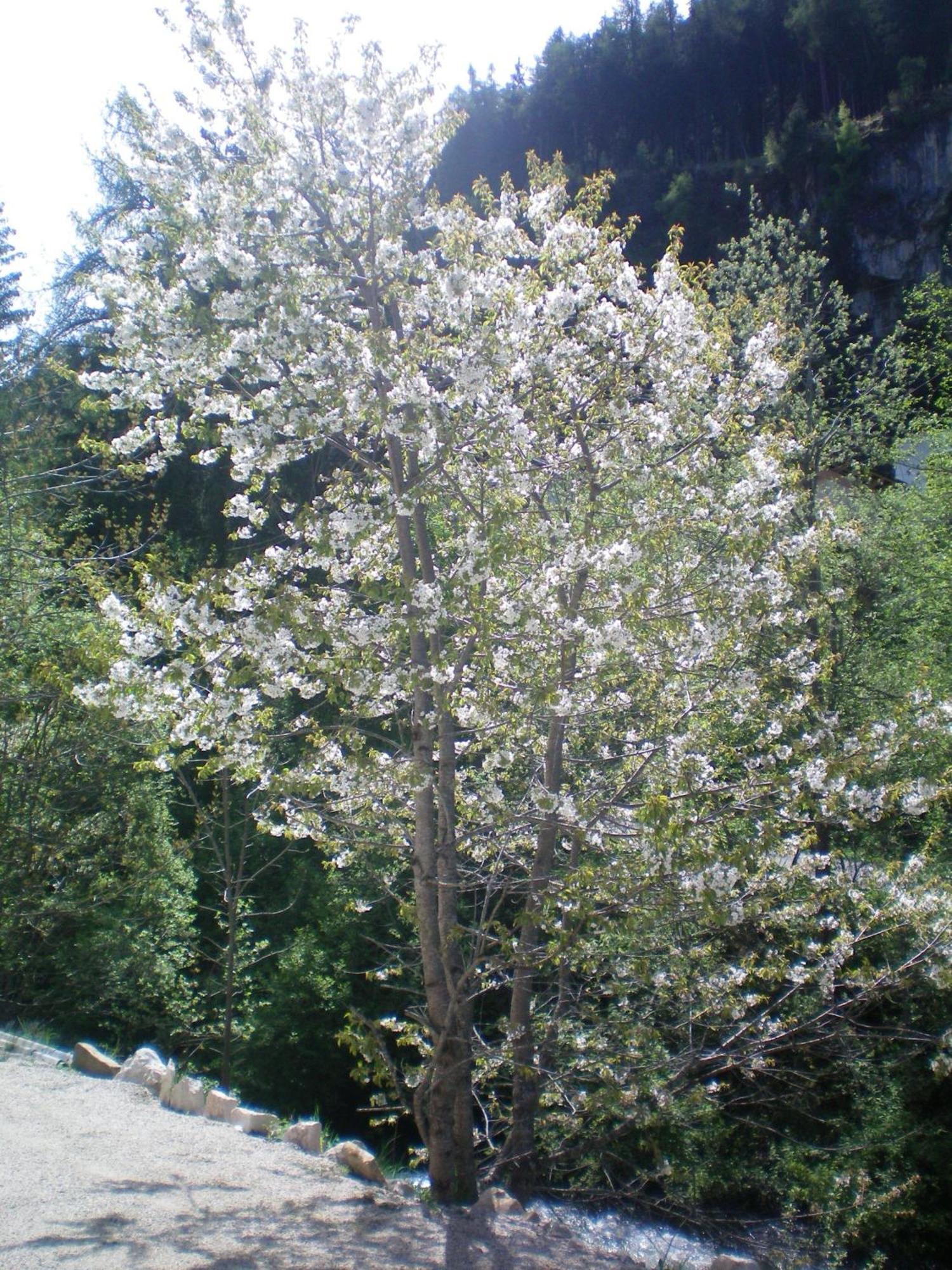 Villa Otto Santa Cristina Val Gardena Dış mekan fotoğraf